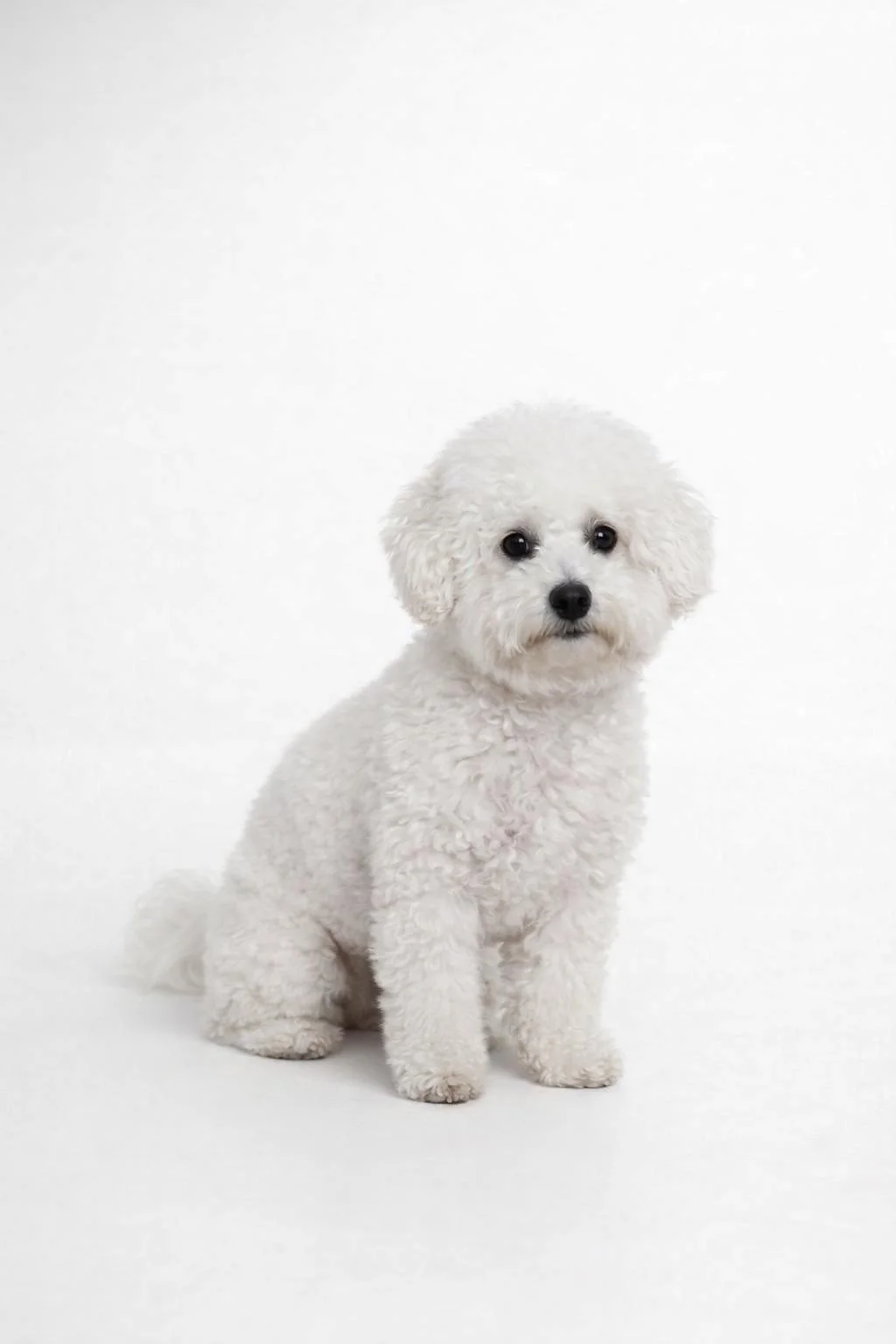 Bichon frisen studiomuotokuva
